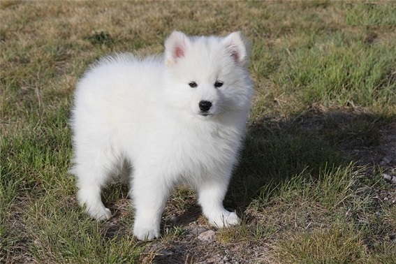 American Eskimo pups for Rehoming