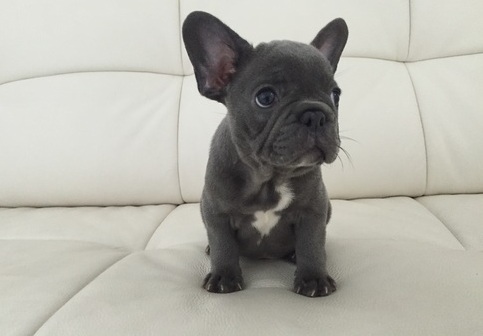 Stunning solid blue and blue pied Frenchies puppies available 