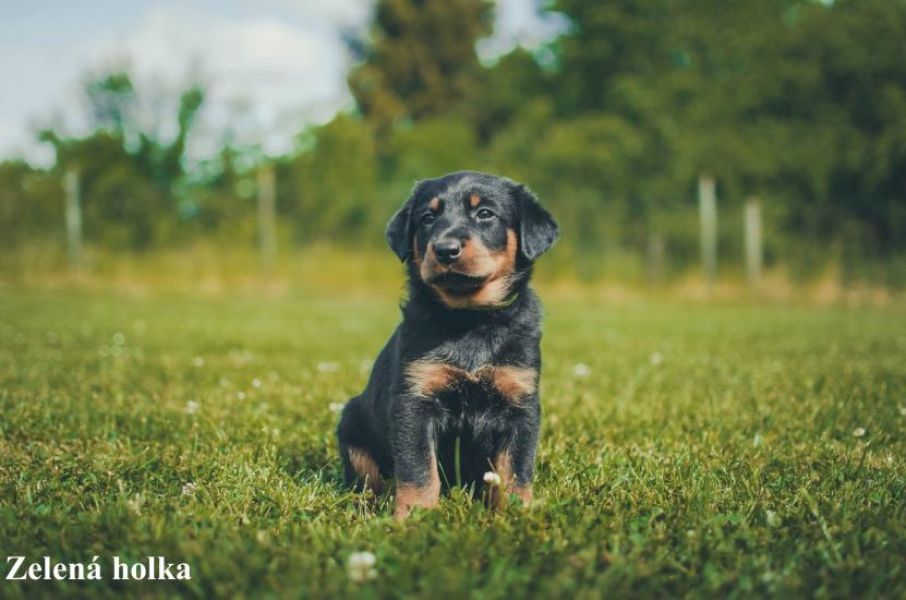 Beauceron puppies with pedigree