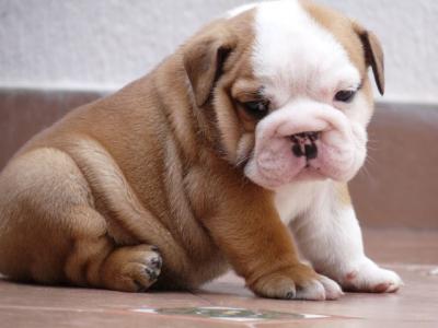 Male and Female English Bulldog Puppies FOR FREE ADOPTION