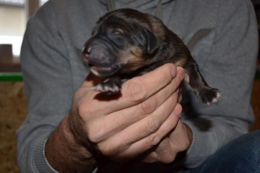 Tibetan Mastiff puppy with pedigree
