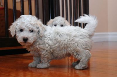 Two White Bichon Frise Puppies for Sale