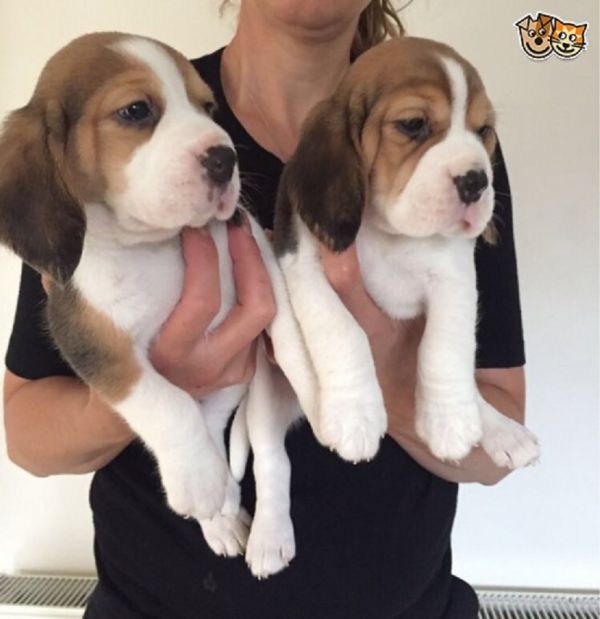 Available Beagle Pups For adoption Adorable