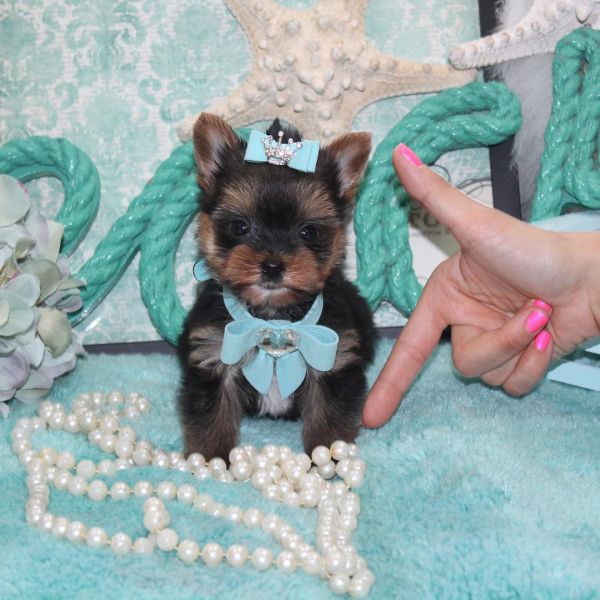 Two teacup yorkie puppies Needs a new family