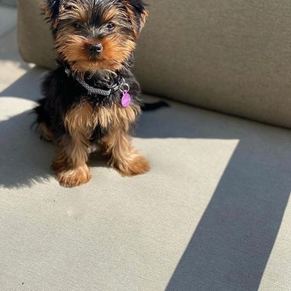 2 Beautiful Yorkshire Terrier Puppies for sale. 