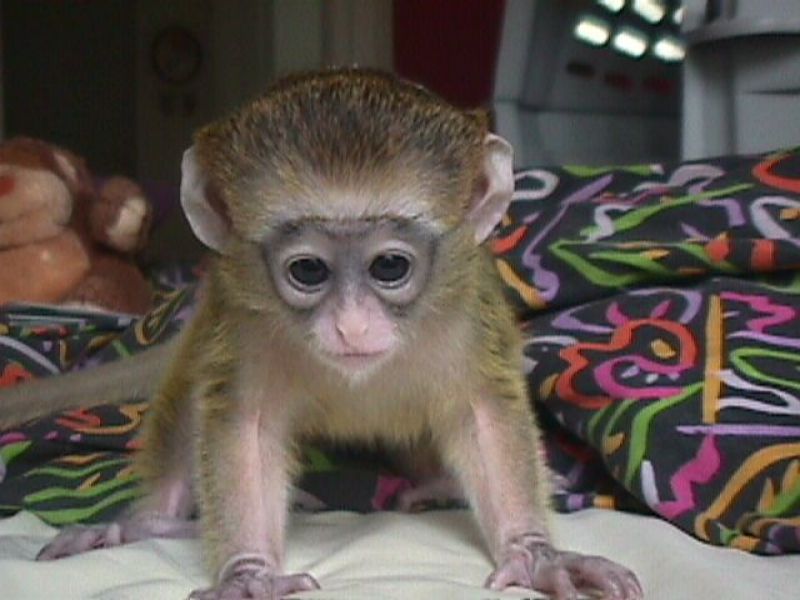 Beautiful Capuchin, monkeys for adoption .
