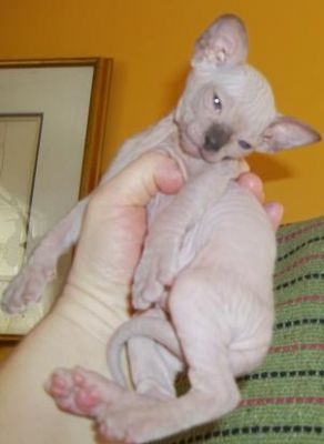 HAIRLESS Don Sphynx & Peterbald KITTENS