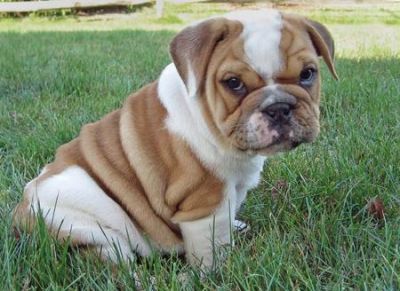 Cute english bulldog puppies
