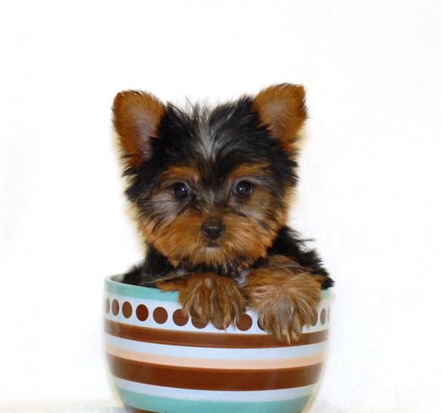 X-mas tea cup Yorkie puppies for adoption