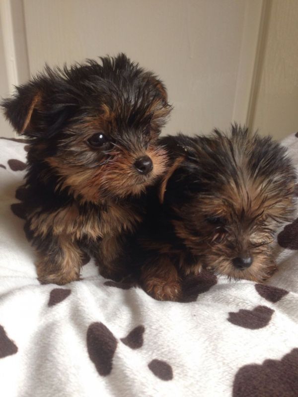 2 baby Yorkshire terrier pups