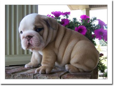  Lovely English Bulldog Puppies for New home!!!