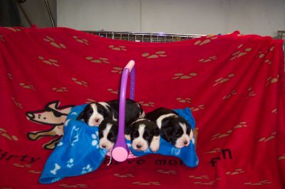 English Springer Spaniels