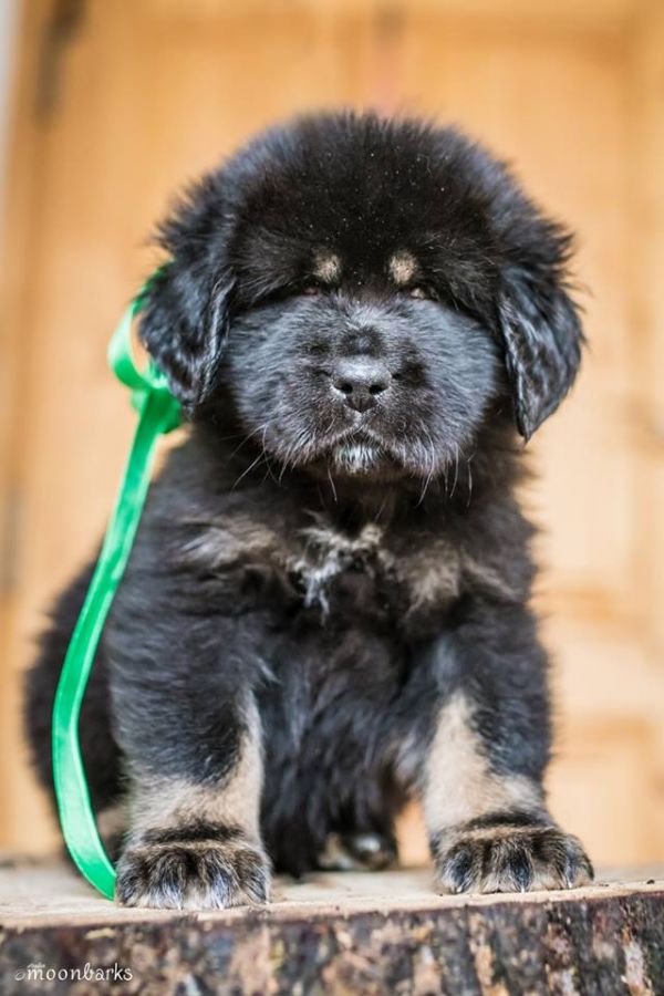 Tibetan Mastiff with FCI pedigree