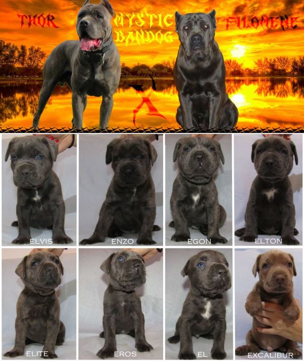 American Bandogge Mastiff