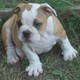 BEAUTIFUL MALE AND FEMALE ENGLISH BULLDOG PUPPIES FOR ADOPTION.