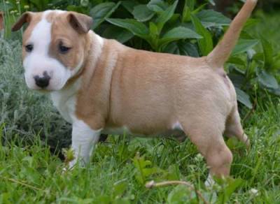 Magnificent Multi color Miniature bull terrier puppies great pedigre.