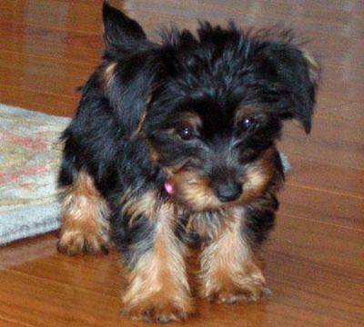 Charming Yorkie Puppies for adoption