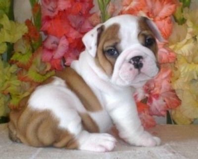  Adorable English Bulldog Puppies Available