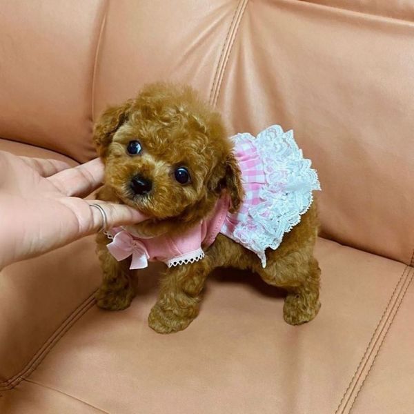 Sweet Toy Poodle puppies for adoption