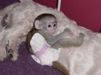 Baby Capuchin Monkeys for adoption