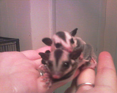 sugar gliders for sale