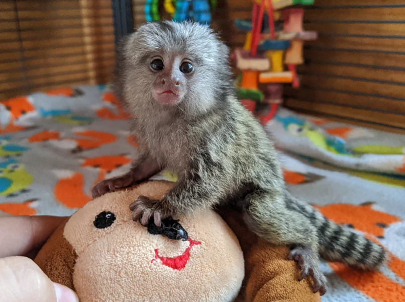 Squirrel monkeys, Capuchin monkeys, Spider monkeys,  Marmosets available
