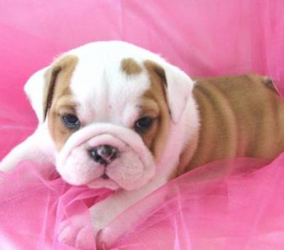 Healthy Adorable English Bulldog Puppies For Adoption