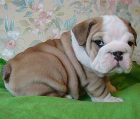Beautiful-akc-registered-english-bulldog-pups
