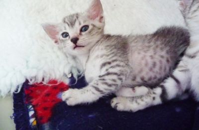 Beautiful Pedigree Egyptian Mau Kittens For Sale