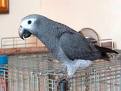 Frican grey parrots for sale