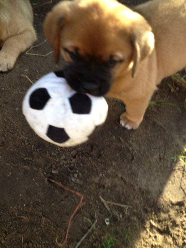 Outstanding Dogue De Bordeaux Puppies Available For Adoption