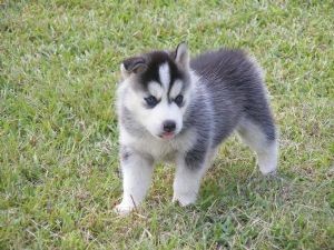 Two top Beautiful Siberian husky puppies ready for new family home