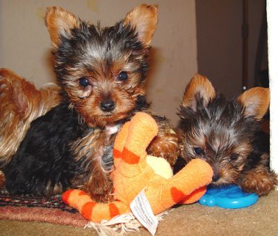 Two gorgeous Yorkie puppies remaining for adoption