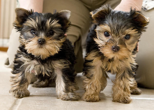 Lovely Yorkie Puppies