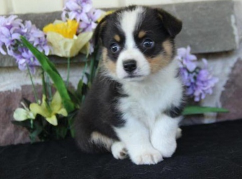   Top quality Pembroke Welsh Corgi Puppies for adption