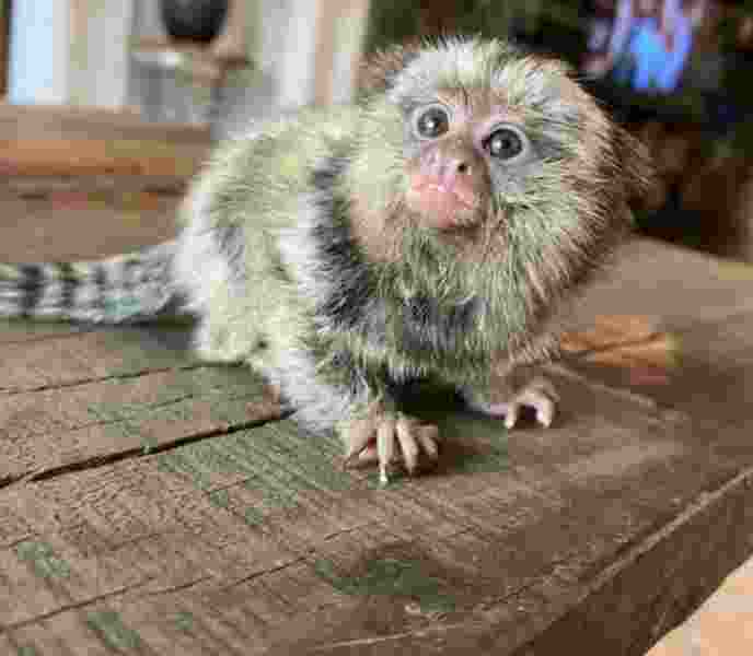 Squirrel monkeys, Capuchin monkeys, Spider monkeys,  Marmosets available