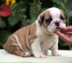 Top Quality English Bulldog Puppies