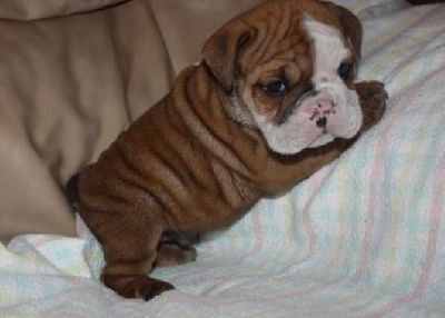 2 Cute English Bulldog Puppies For Free ADoption..