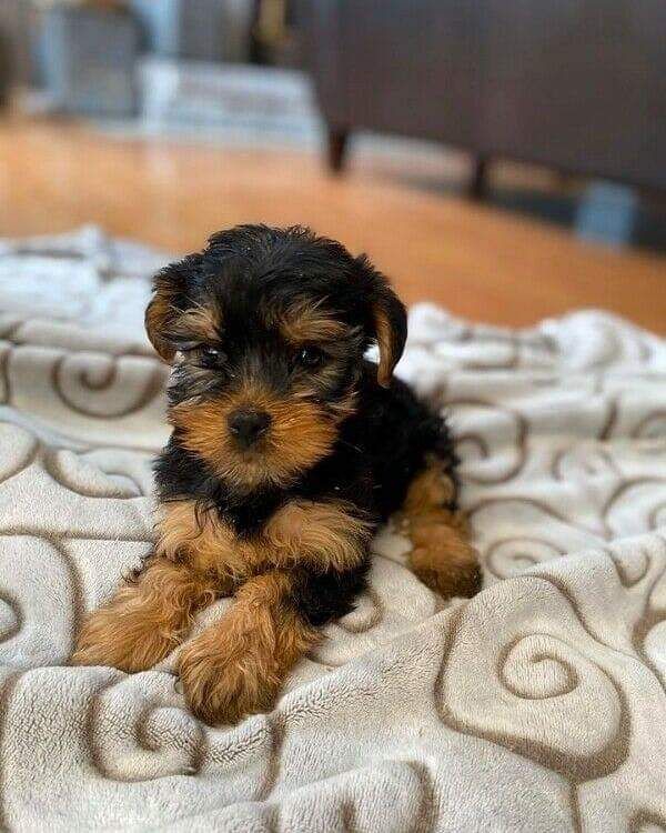 Yorkie puppy for adoption