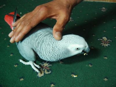 Congo African gray parrot for sale
