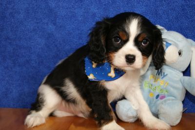 Beautiful Male Blenheim Cavalier King Charles Spaniel.