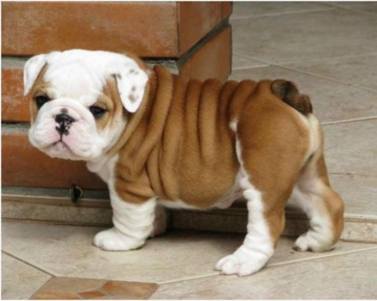 Akc English bulldog puppies for sale M/F