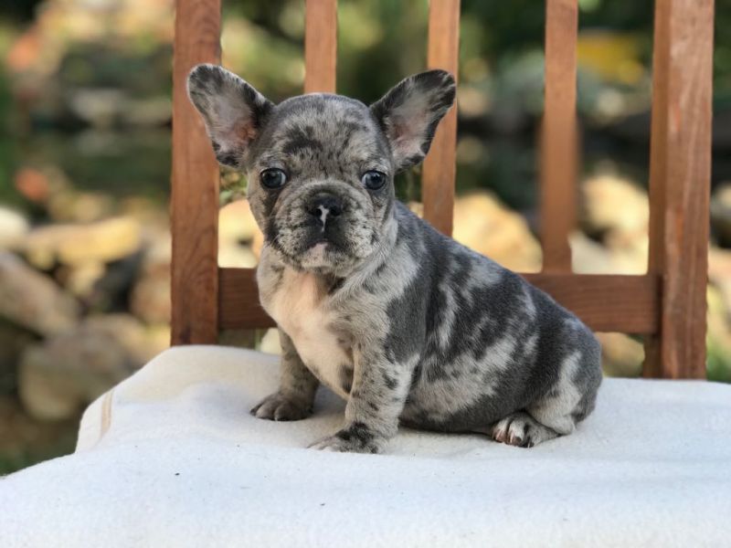 Merle French Bulldogs