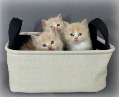 Gorgeous Fluffy Cream Ragdoll/Persian Kittens.