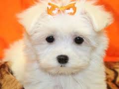 Beautiful Maltese puppies for sale.