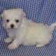 Maltese Puppies for Sale
