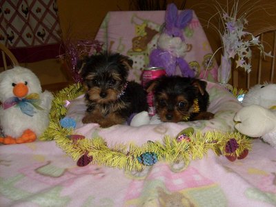 Toy & Teacup Yorkies for SALE