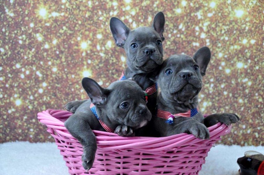AKC Pure Breed Blue French Bulldog puppies Text Us At (217) 471-7677