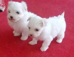 Two Teacup Maltese Puppies Needs a New Family
