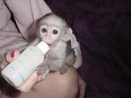  baby capuchin monkeys for adoption. 